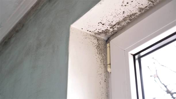 Best Airborne Mold Testing  in Lino Lakes, MN