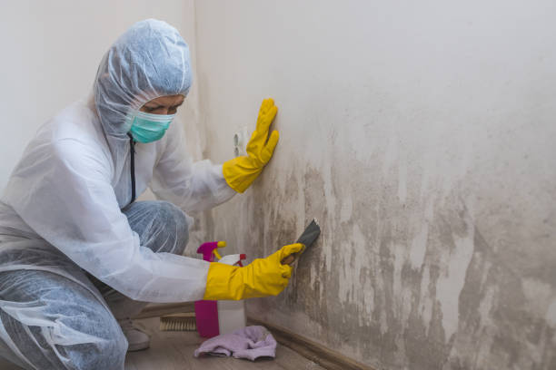 Mold Documentation for Insurance Claims in Lino Lakes, MN