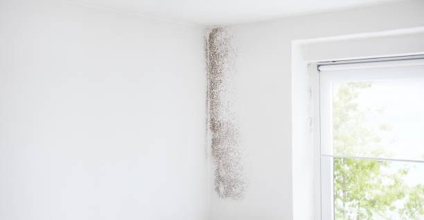 Reliable Lino Lakes, MN Mold Removal Solutions