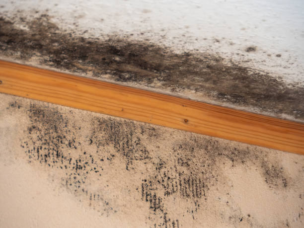 Best Mold Prevention Services  in Lino Lakes, MN