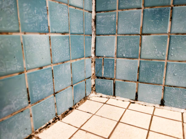 Best Water Damage & Mold Remediation  in Lino Lakes, MN